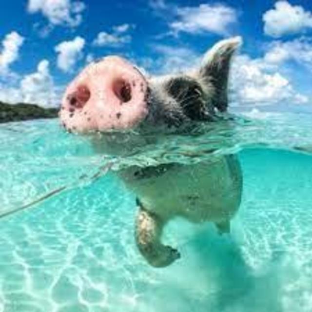 Eleuthera Swimming Pigs and Snorkeling Experience