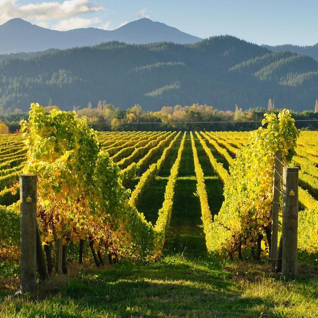 Marlborough Sounds wine tasting tour
