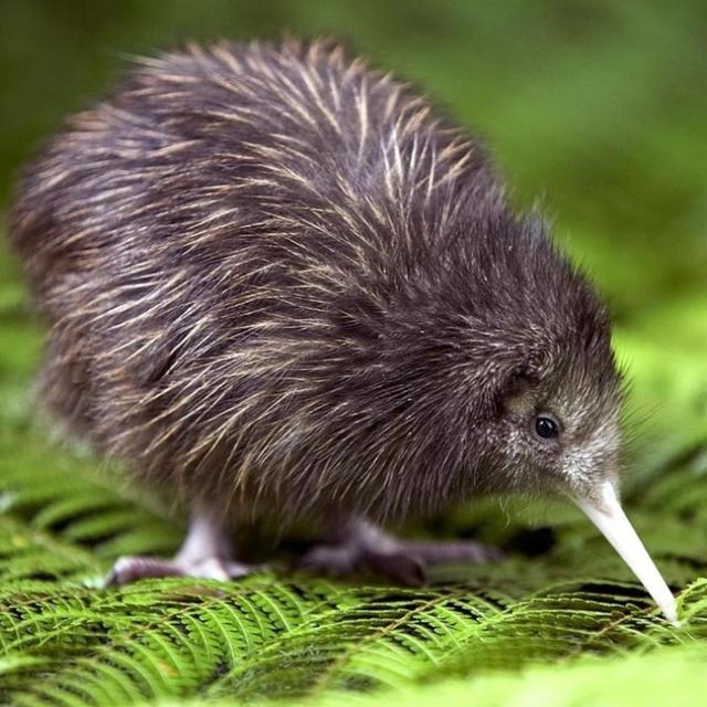 Kiwi Birdlife Park