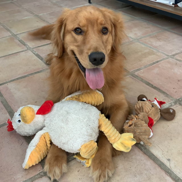 Winston Toys