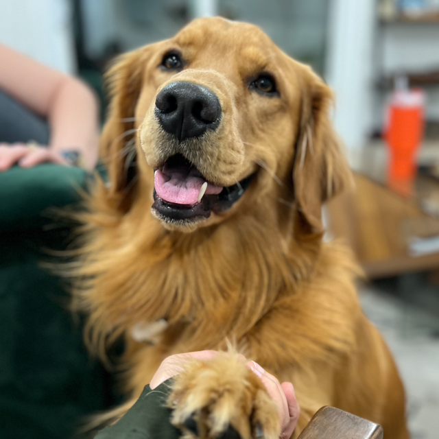 Winston Dogsitting Fund
