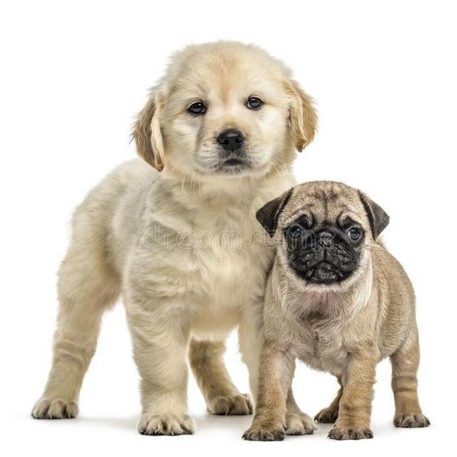 Our Golden Retriever or Pug Fund