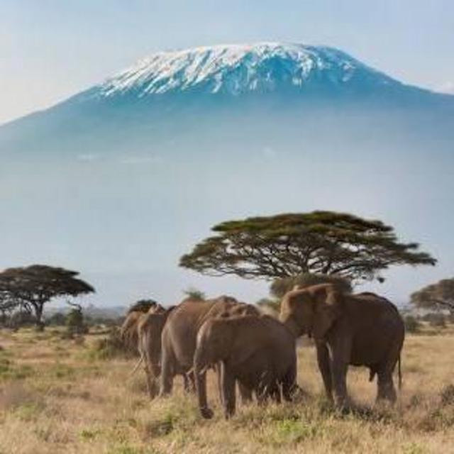 Tanzania Safari and Beach Honeymoon