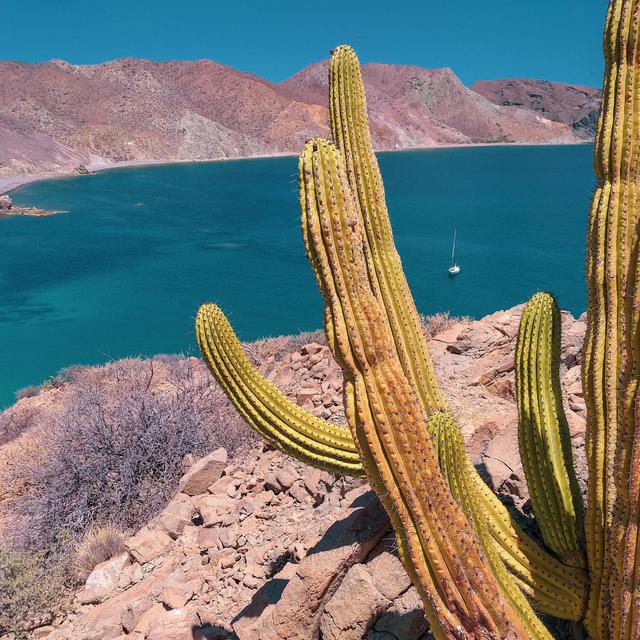 Sailing in Baja honeymoon