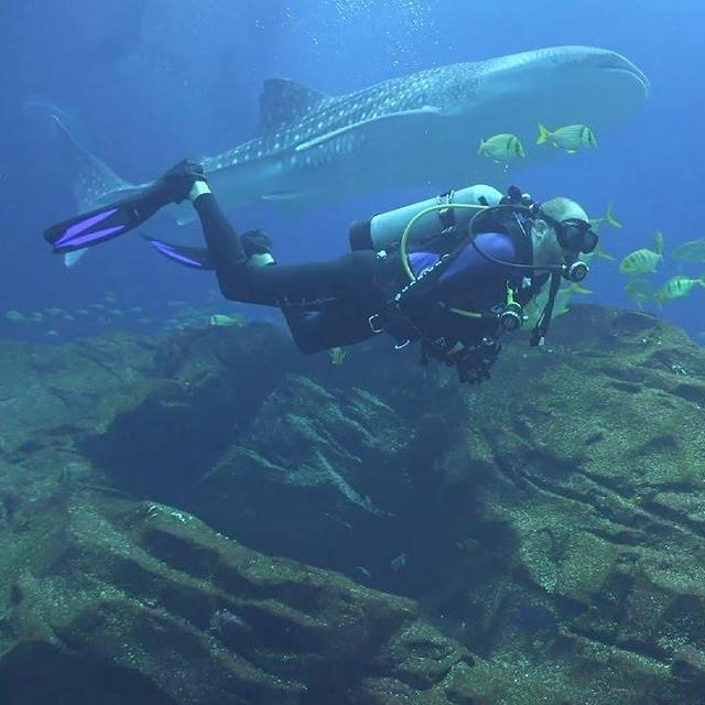 Georgia Aquarium Scuba Dive
