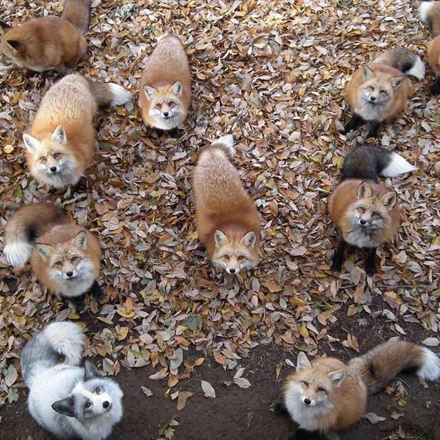 Visiting Animal Sanctuaries!