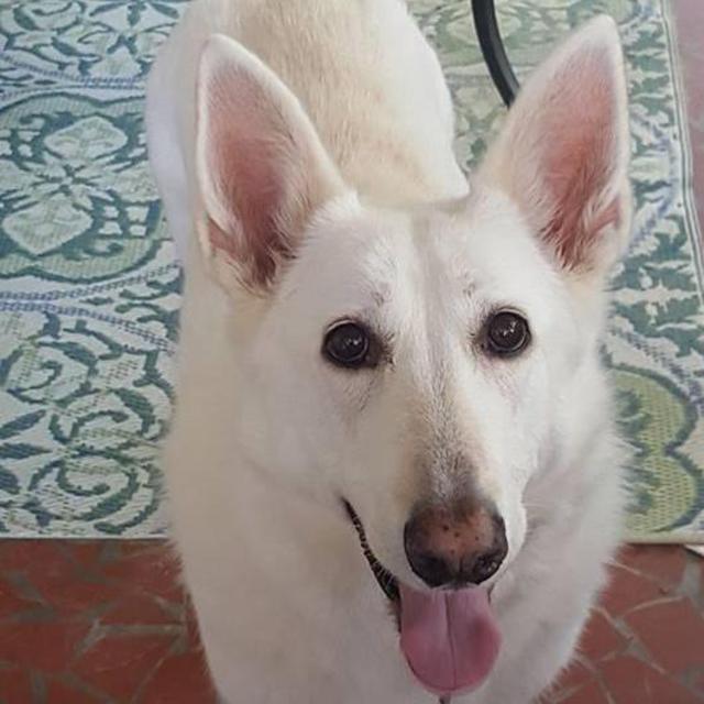 Board Molly for Honeymoon and Wedding