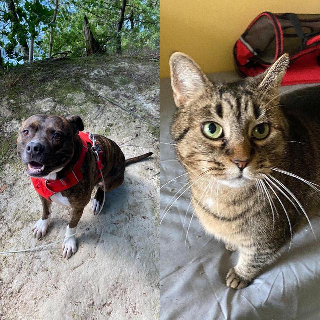 Petsitters for Honeymoon