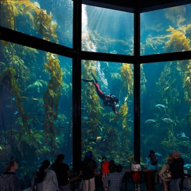 Monterey Aquarium and Cannery Row