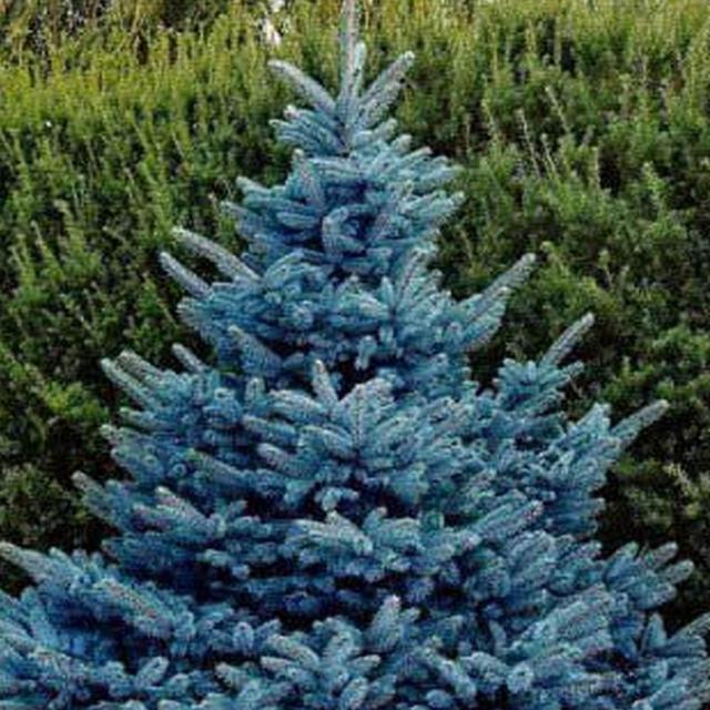 Tree fund