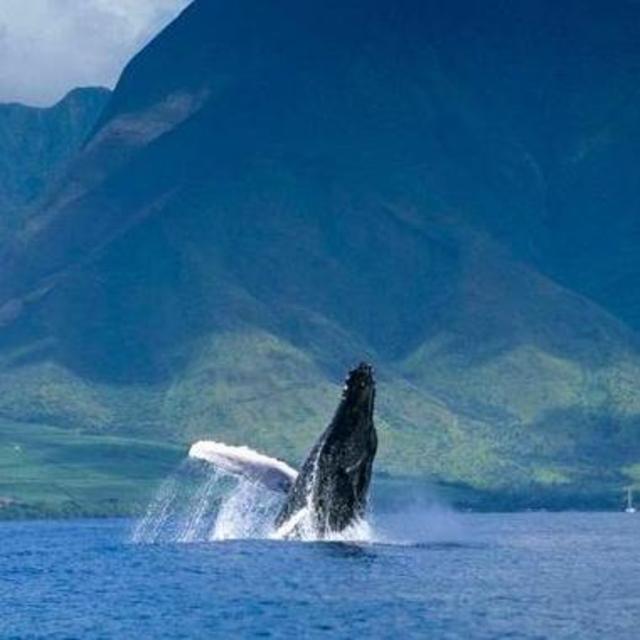 Kai Kanani Whale Watching Tour