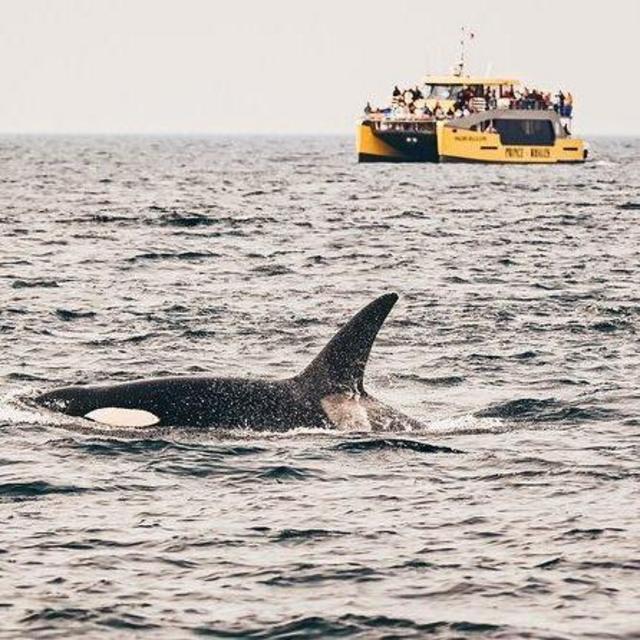 Whale Watching Tour