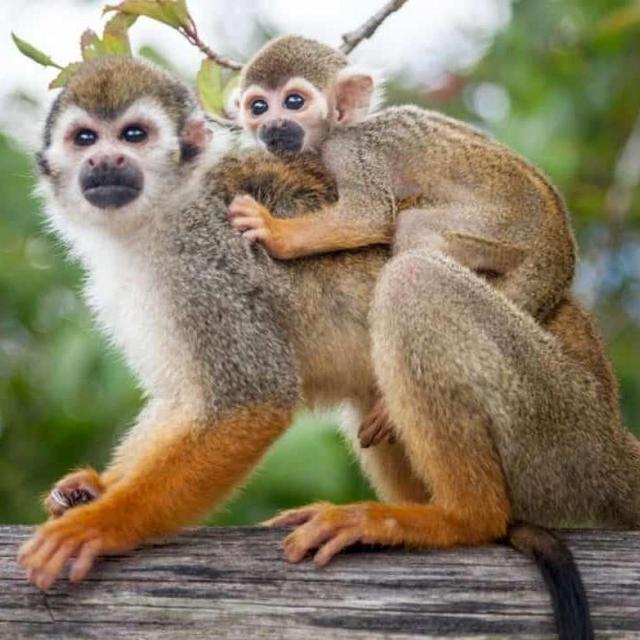 Monkeyland