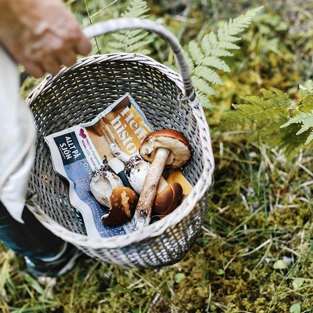 Honeymoon Adventure: Jungle-to-Table Foraging