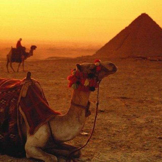 Camel Ride