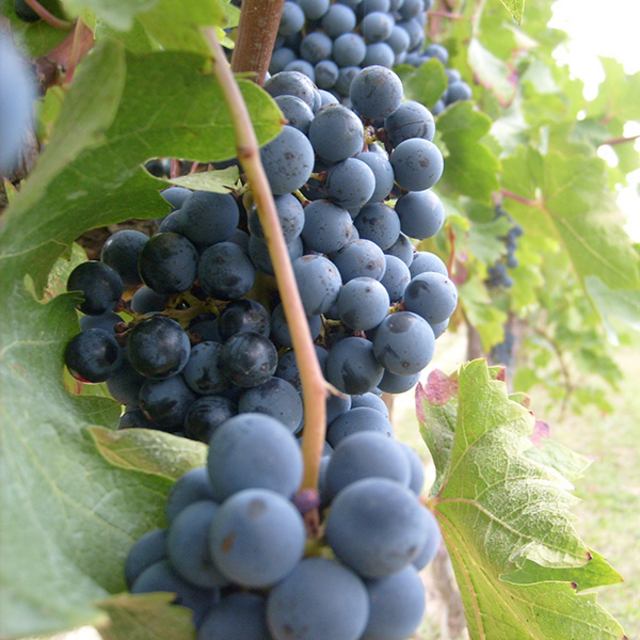 Wine Tour in Sorrento
