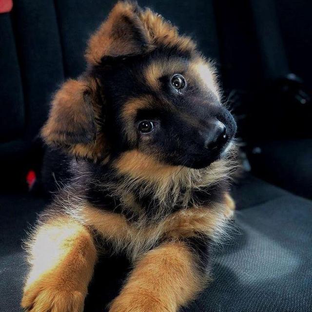 Our New Puppy