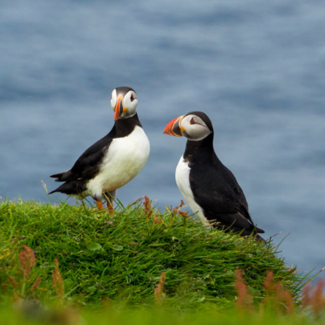 Visiting the Mykines Puffin Colony