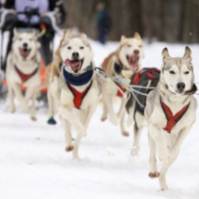 Dog Sledding in Norway