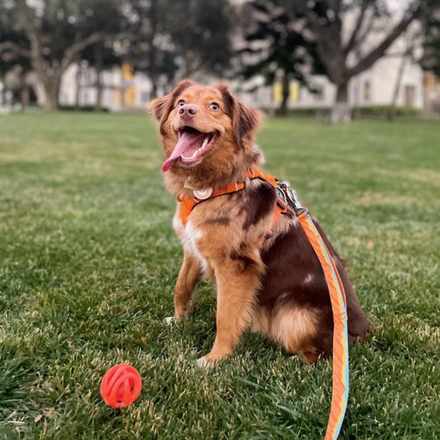 Maple's Balls, Biscuits, & Boarding Fund