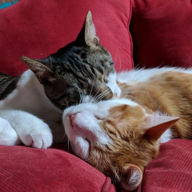 Cat-Sitting Fund