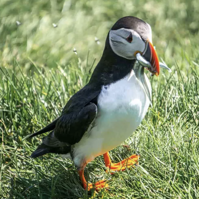 Honeymoon Puffin Tour