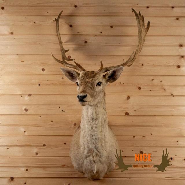 Taxidermy