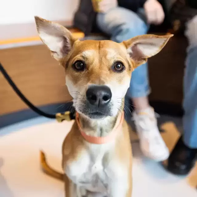 Adopt A Dog Fund