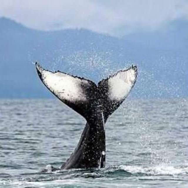 Whale Watching Honeymoon Excursion
