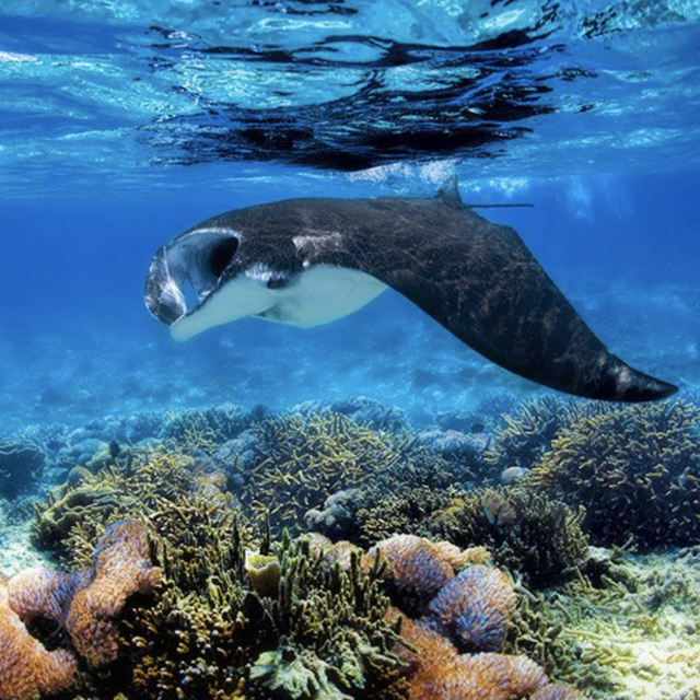 Komodo Island Snorkeling