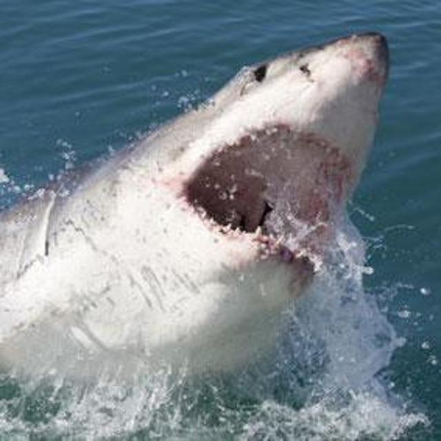 Great White Shark Petting Zoo