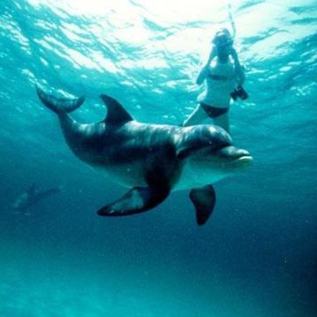 Swim with Dolphins For Two (Day 2 Honeymoon)