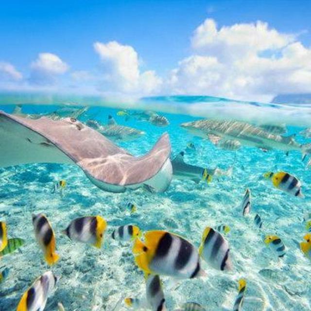 Honeymoon - Snorkeling For Two