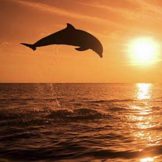 Sunset Dolphin Cruise