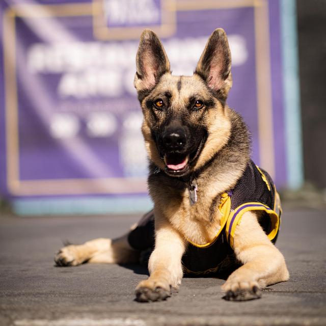 Pet Hotel For Our Darling Shadow