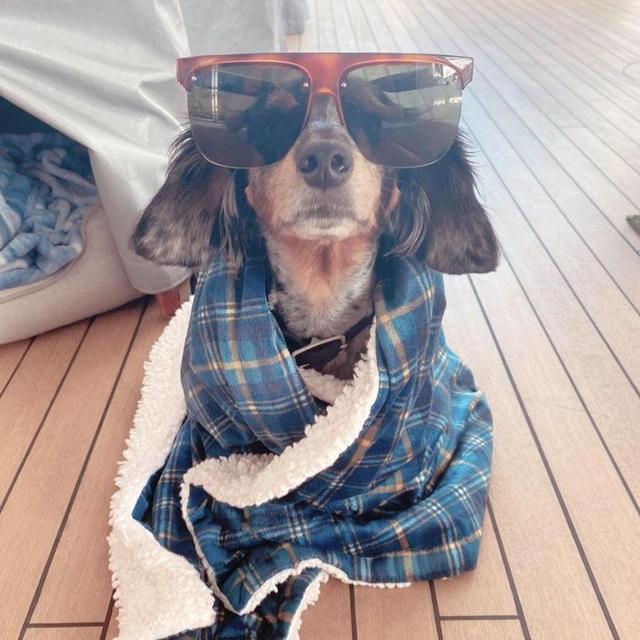 Moose's Treat Fund