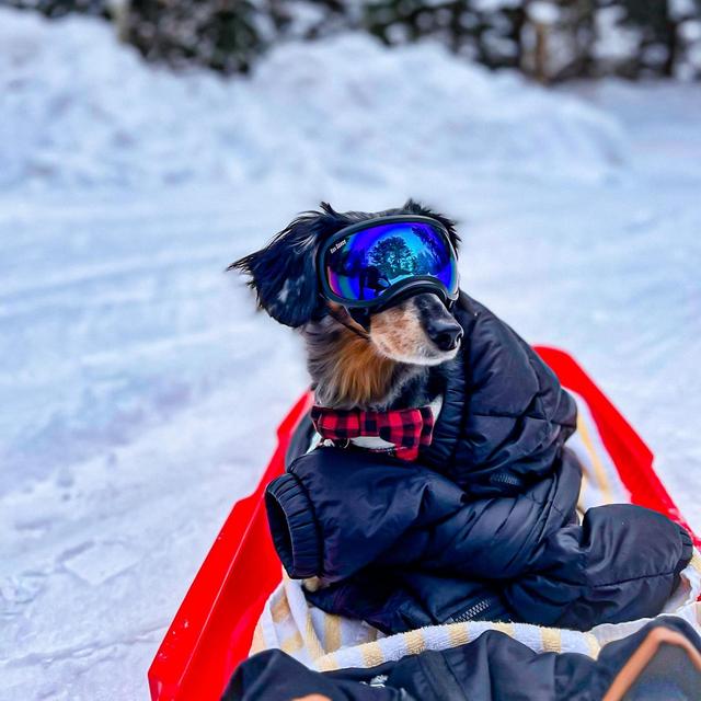 Moose's Activity Fund