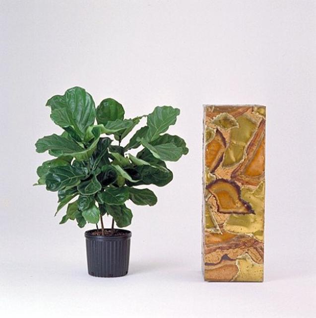 Hirt's Fiddleleaf Fig Tree - Ficus - Great Indoor Tree - Easy - 8" Pot