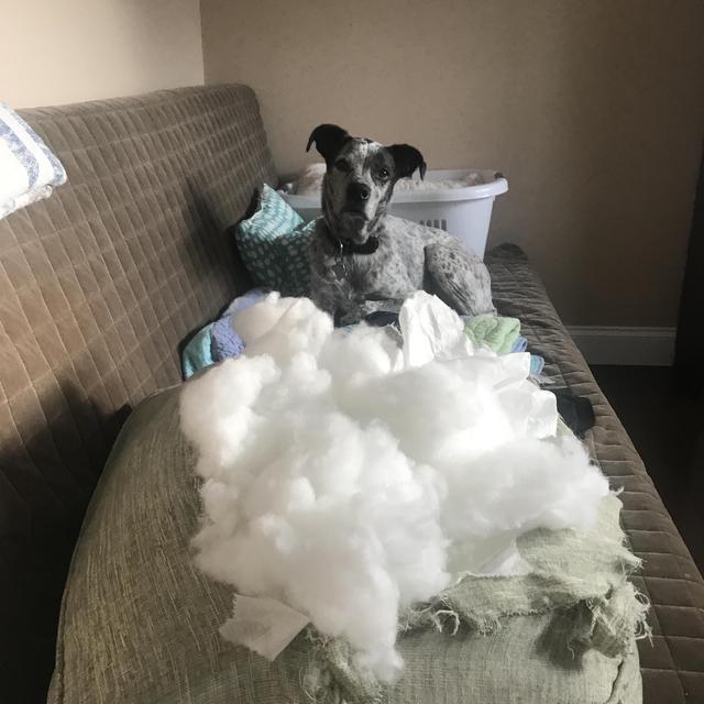 Jake incidental fund (e.g. new duvet covers, pillows, etc. that he will destroy)