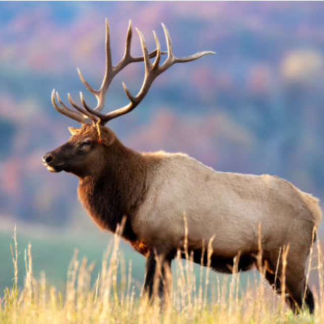 ELK TAG