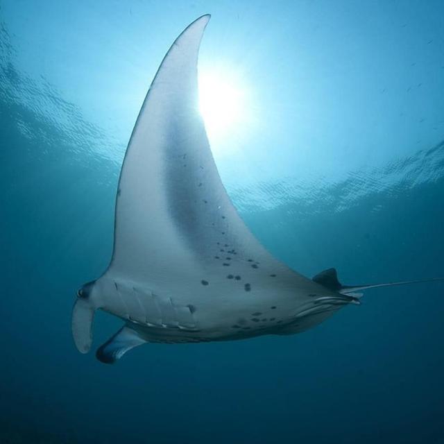 Honeymoon - Scuba Diving with Manta Rays & Sharks in Bora Bora