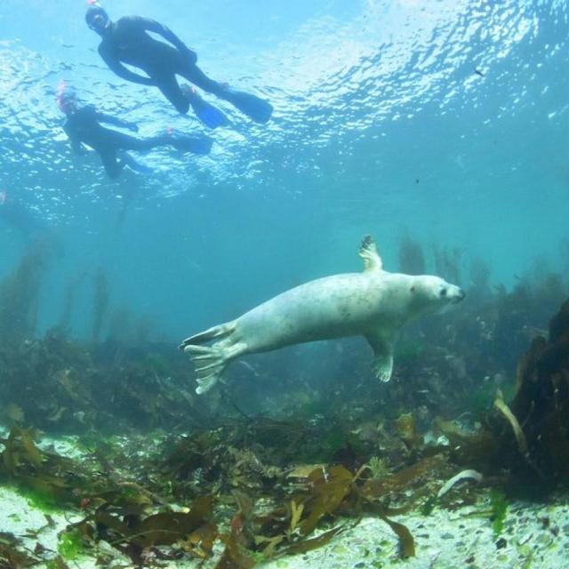 Snorkeling with Seals in Scotland