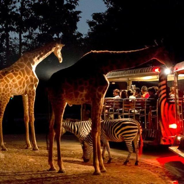 Night Safari in Singapore