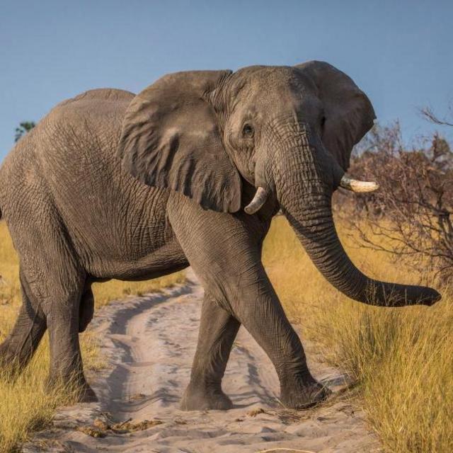 Breakfast with elephants