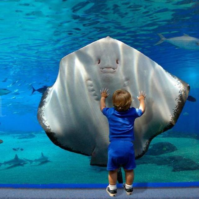 VIP Maui Ocean Aquarium Tour For Two