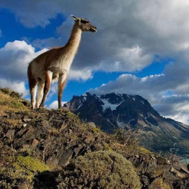 South American Honeymoon