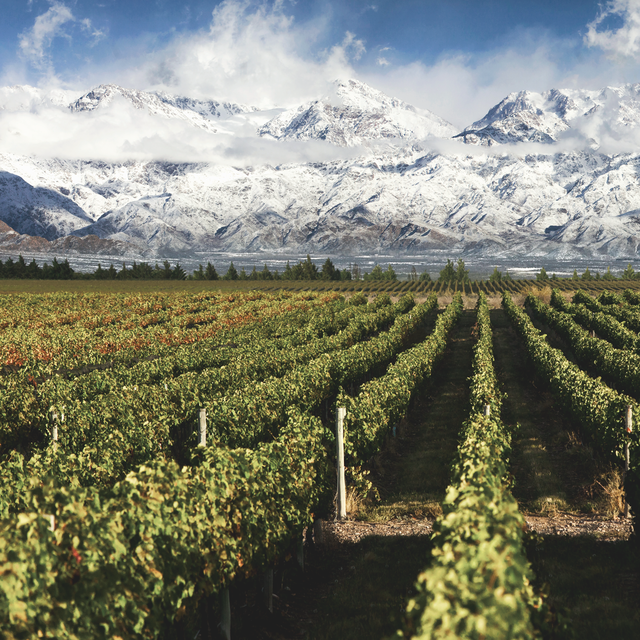 Wine Tasting in Mendoza, Argentina (Honeymoon)