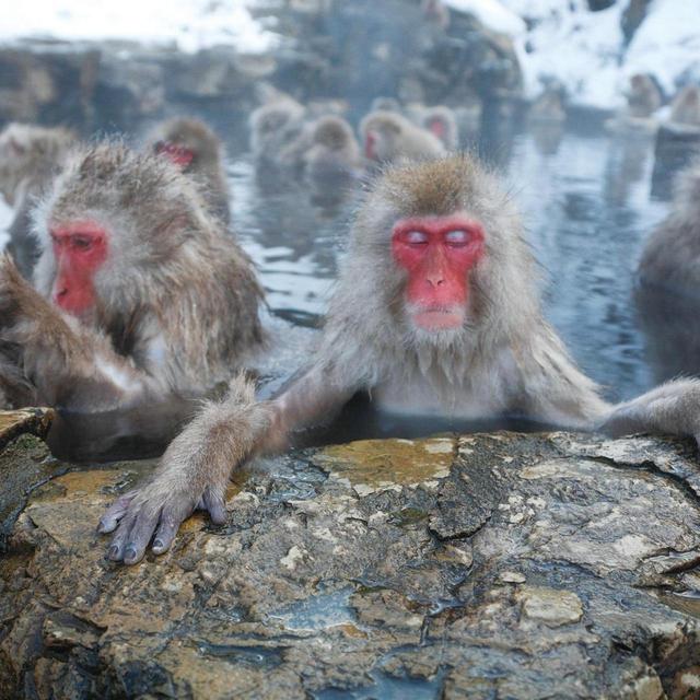 Honeymoon - Nagano Snow Monkey Park
