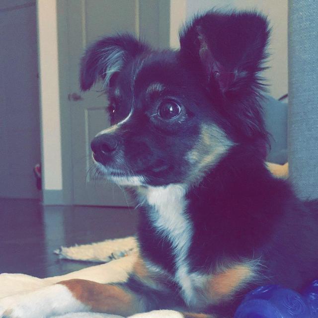 Honeymoon - Dog Sitter for Winston