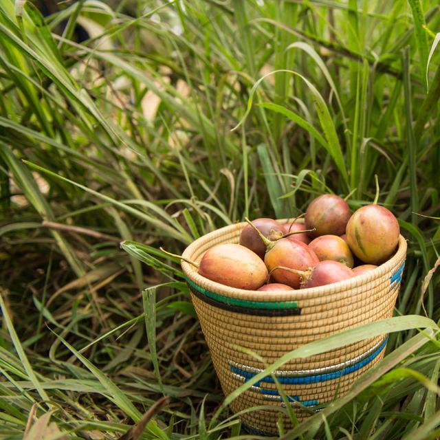 Fruit Trees from World Relief Catalog of Hope